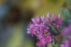 『愛しさ』の意味を、花は教えてくれるから。