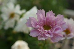 色違いのドレス（２）