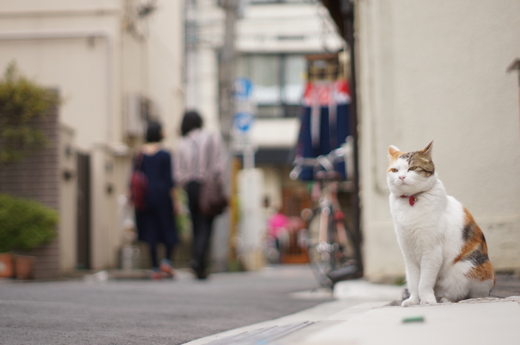 人は人、あたしはあたし。猫は猫!!!
