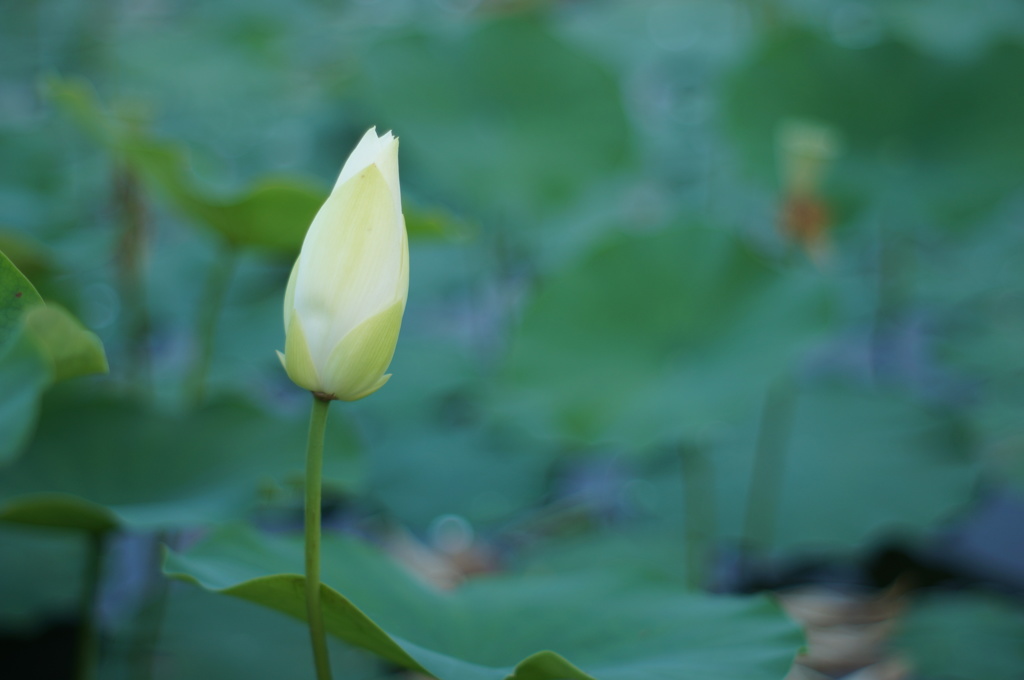 今はまだ 硬いつぼみ でも
