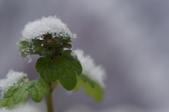 今朝の雪 #3