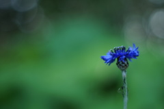 藍と緑の調和