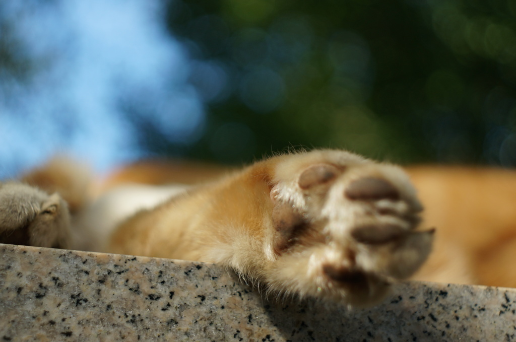 青空に、肉球♡