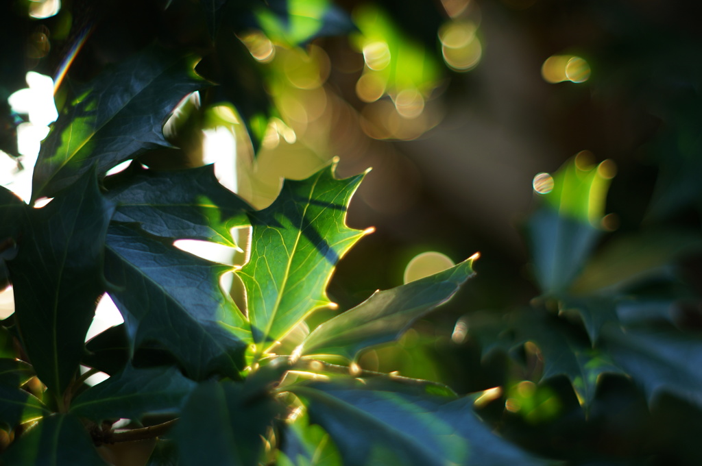 Christmas holly ☆