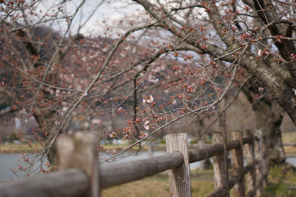 満開だけが 桜じゃない!!