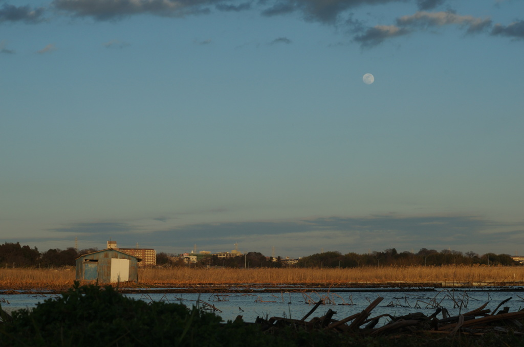  蓮沼と夕暮れの月