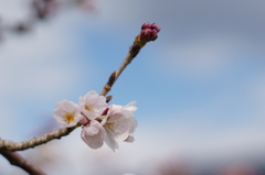 咲いてる桜を見つけたよ♡