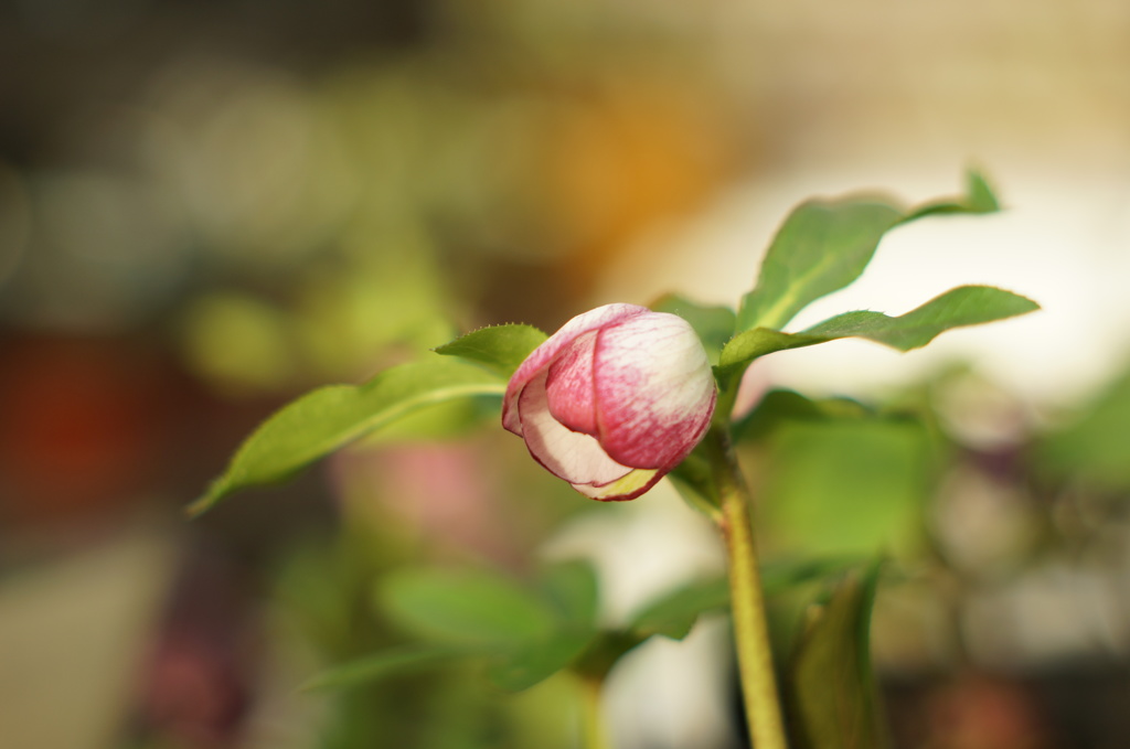 花開くときを待ってる