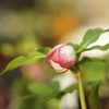 花開くときを待ってる