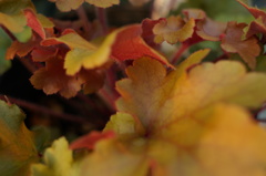 草紅葉　-くさもみじ-
