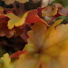 草紅葉　-くさもみじ-