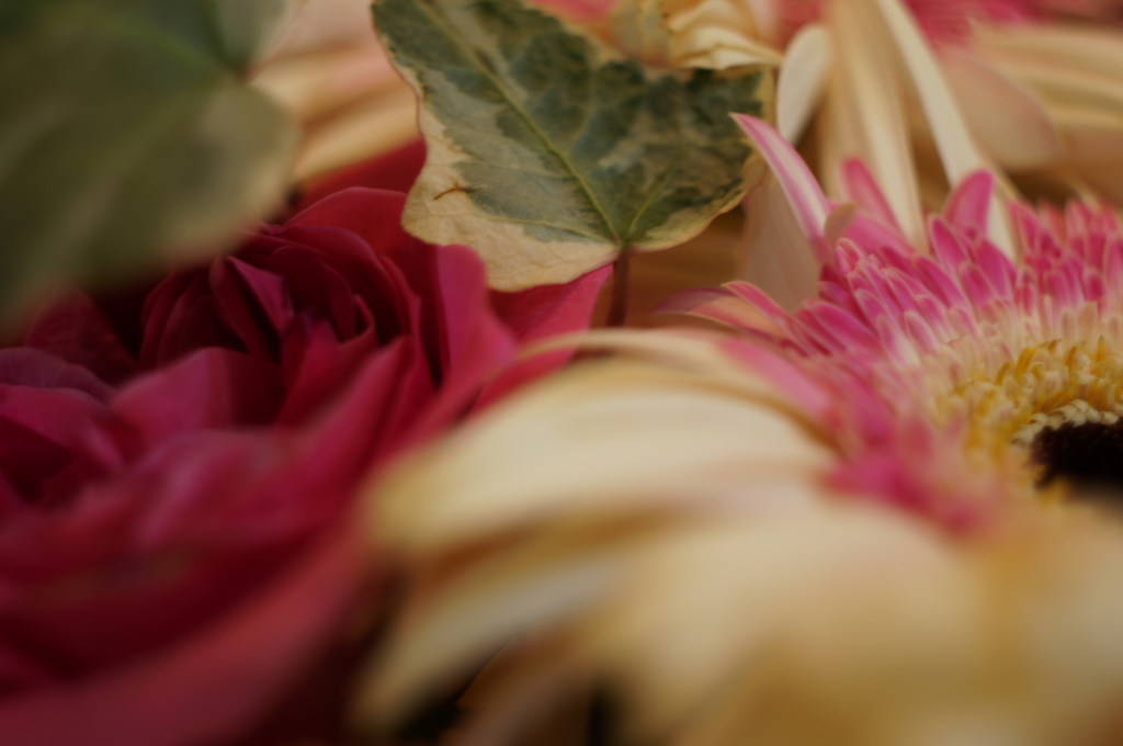 恋花 -ｺｲﾊﾞﾅ-