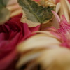 恋花 -ｺｲﾊﾞﾅ-