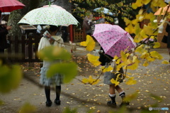 少女達の雨傘