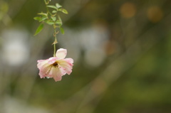 そっと、秋時雨。
