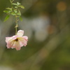 そっと、秋時雨。