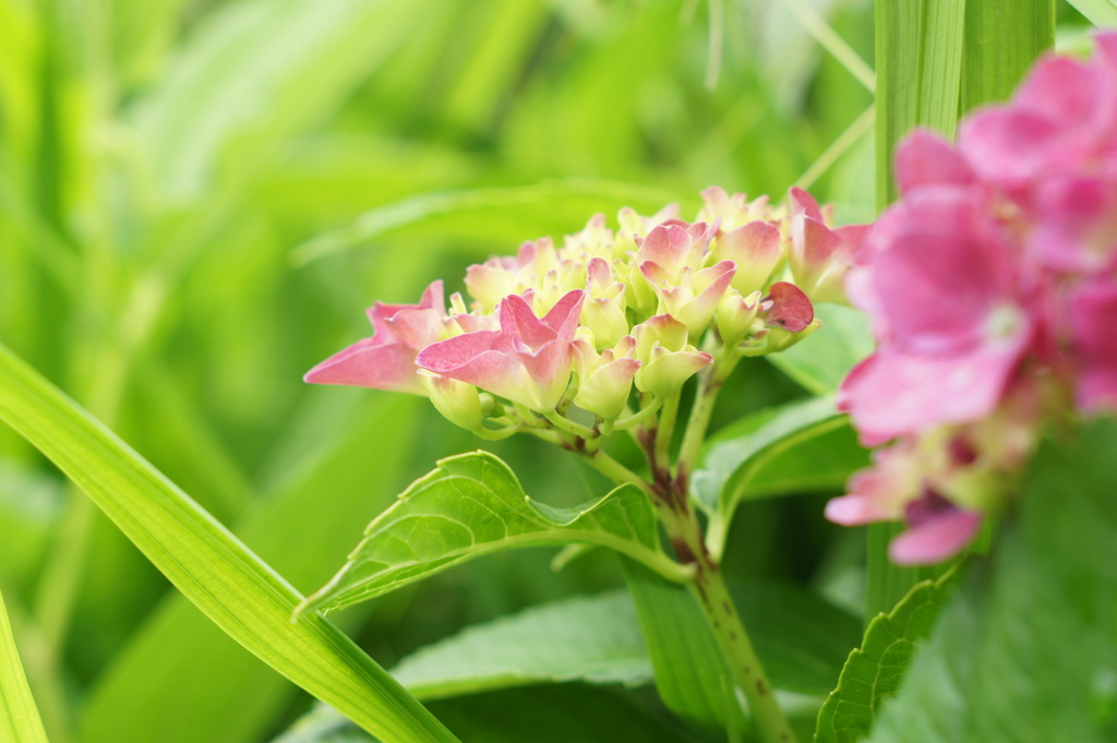 咲き始めって、なんかいいよね(*^o^*)