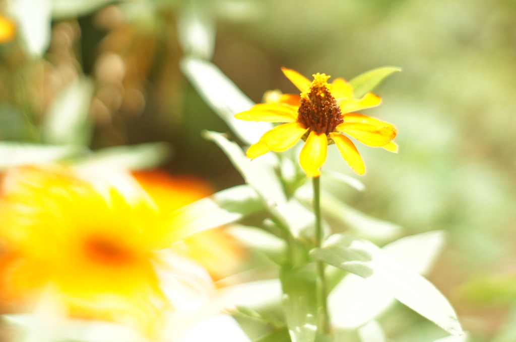 夏に恋して