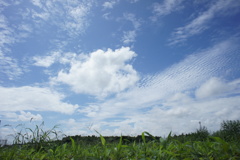 空を旅する雲たち
