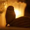 good night