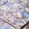 天使がはしゃぐ空に、桜舞う。＃4