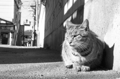 路地裏のネコ（２）
