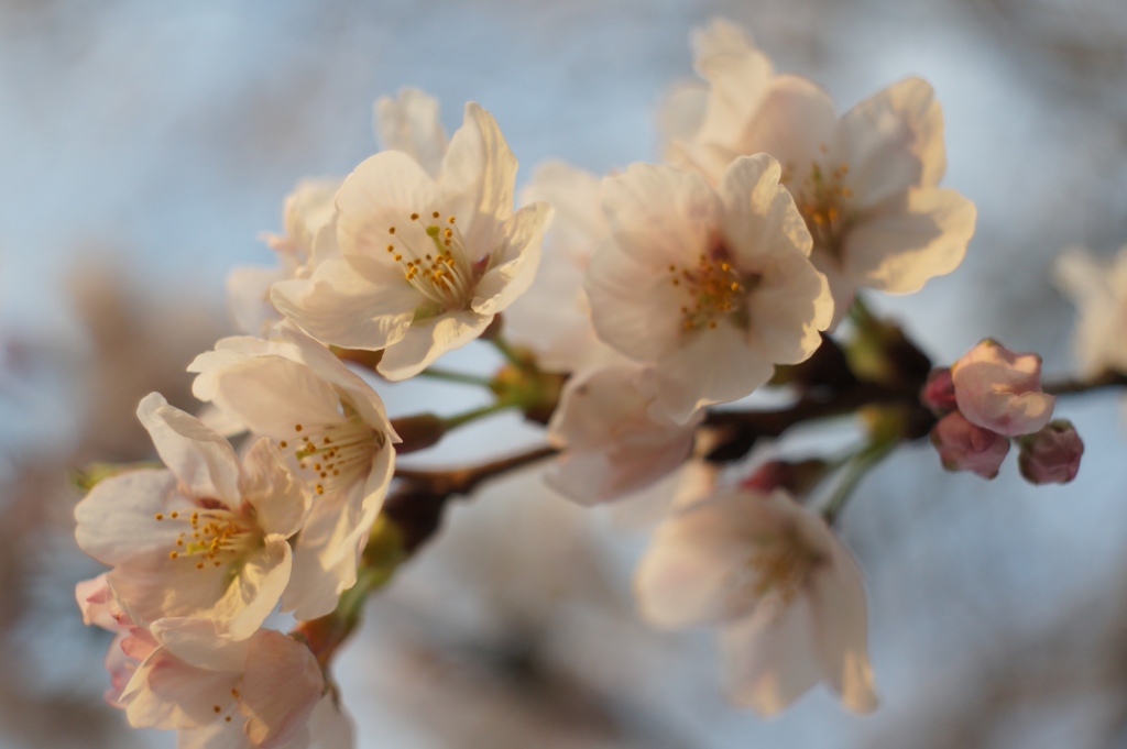 春色桜
