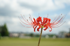 飛願花　