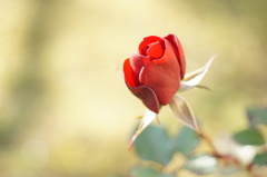 イビツな薔薇