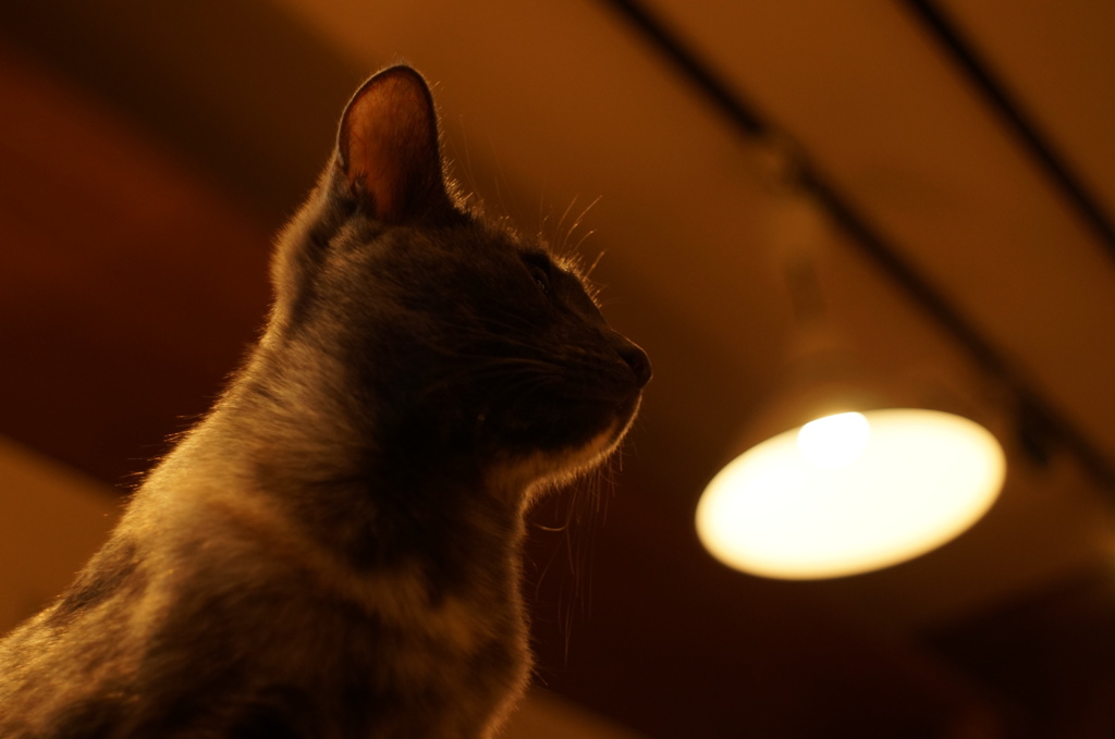 もう寝なくちゃって思うんだけど・・・