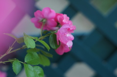 頬を淡いピンク色に染めて・・・