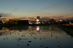 今日の夕日（蓮沼にて）