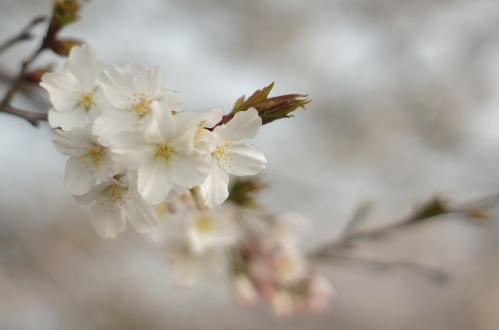 薄桜 -ｳｽｻﾞｸﾗ-