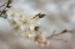 薄桜 -ｳｽｻﾞｸﾗ-