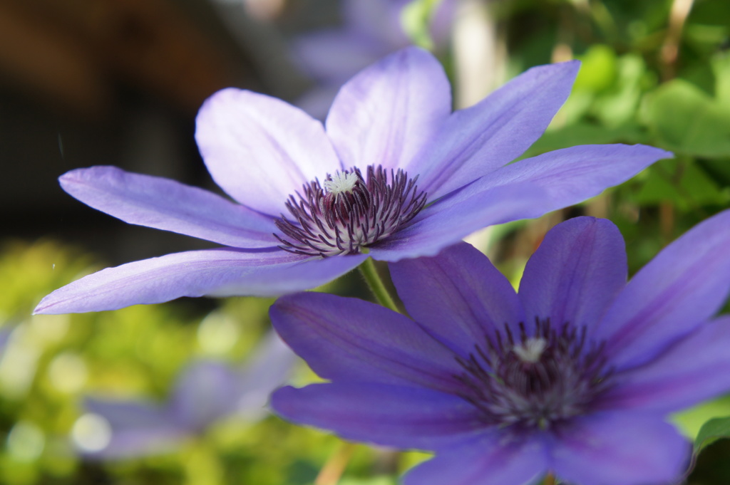 Clematis