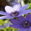 Clematis