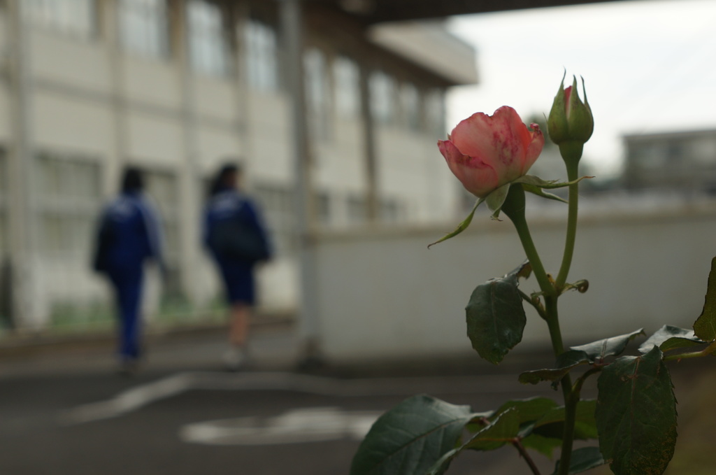 修学旅行 前夜の子供たちへ