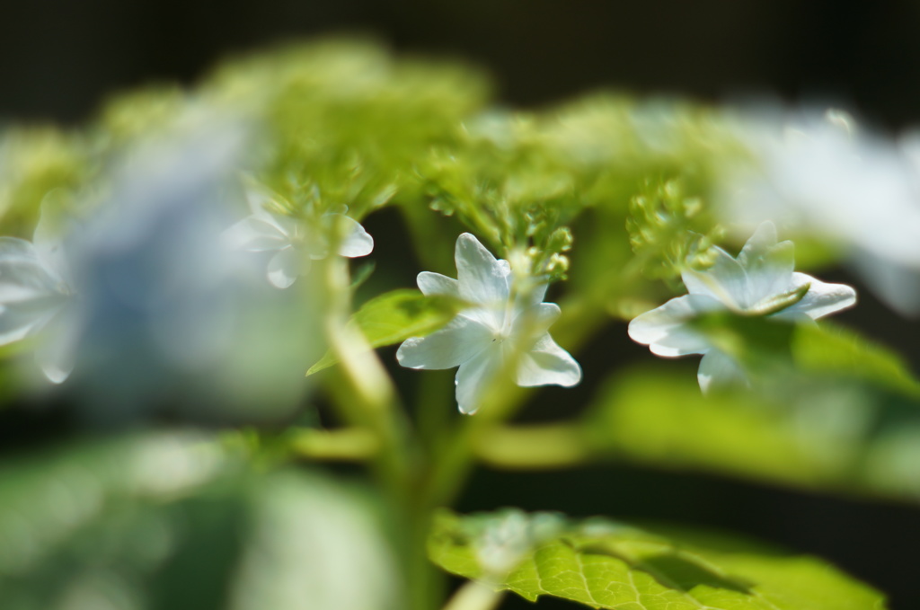 あなたの鼓動が聞こえるから