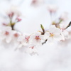 消えそうな桜ティアラ