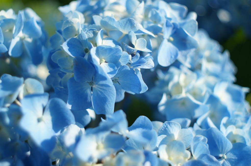 愛があつまって花が咲く