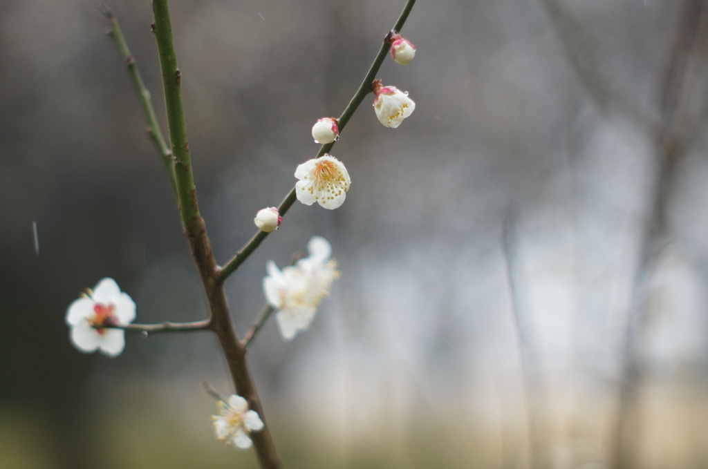 梅ふふむ