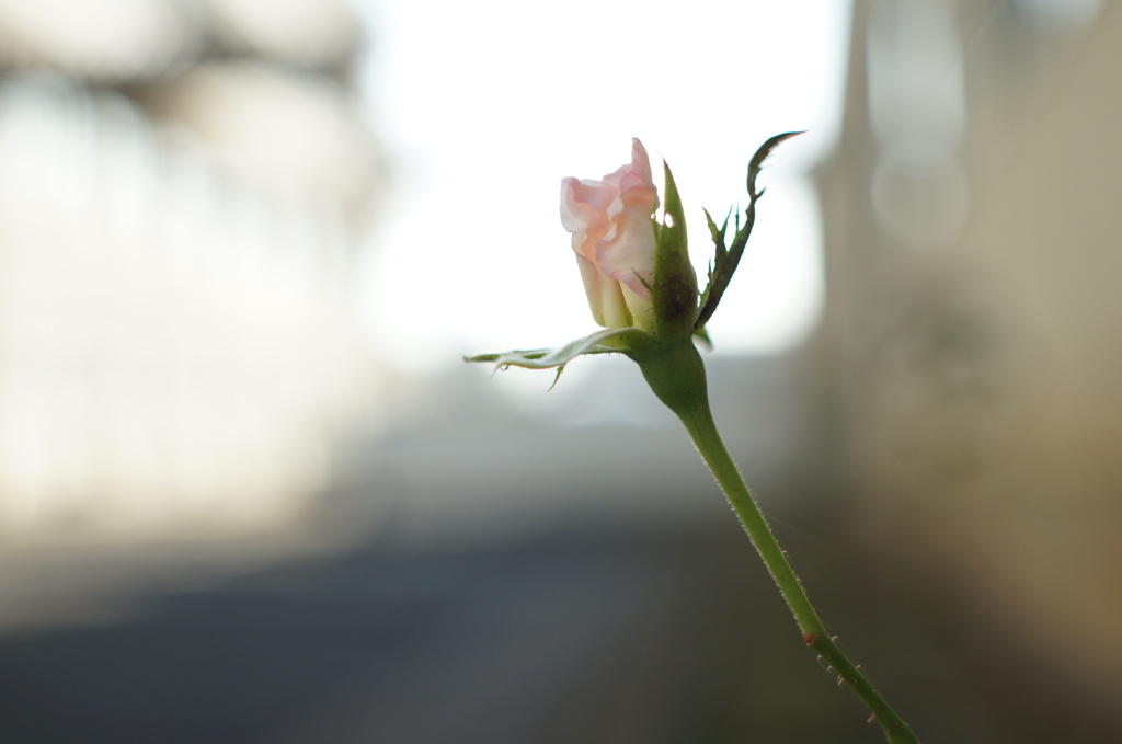 I wish  -大切な人へ-
