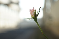 I wish  -大切な人へ-