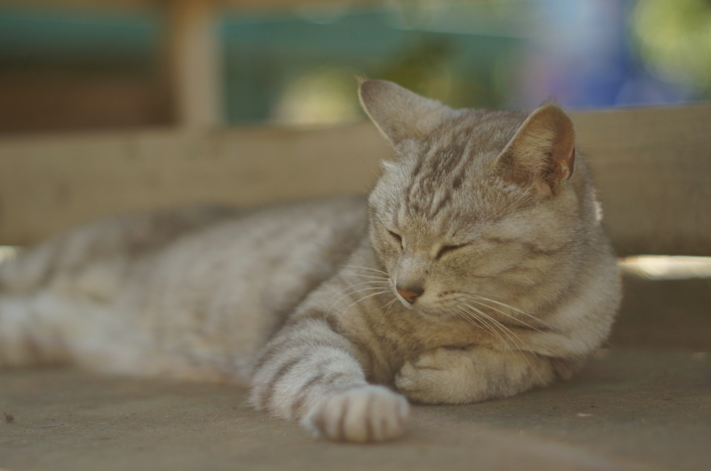 眠りを誘う午後のひととき