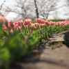春っていいね〜♬