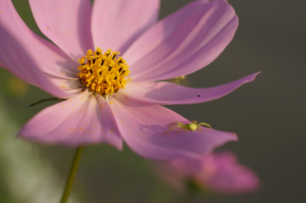 花びらの上のちっちゃな訪問者