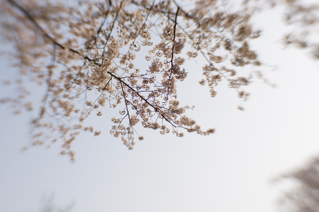 朝桜