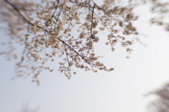 朝桜