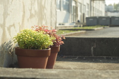 鉢植えのひなたぼっこ