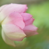 淋しげな横顔のスケッチ